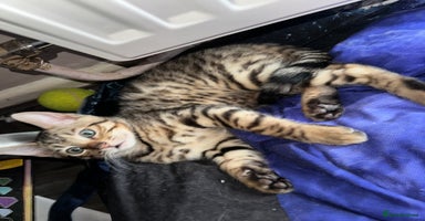 Bengal cats  Marble & Brown Rosette Bengals - Advert 12