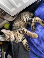 Bengal cats Marble & Brown Rosette Bengals - Advert 12