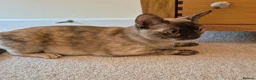 Burmese cats for sale: Gorgeous Chocolate Tortie Adult Female Burmese - Advert 2
