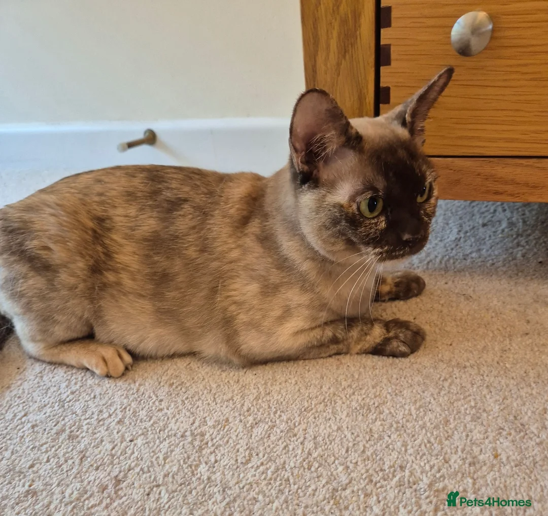 Burmese cats for sale: Gorgeous Chocolate Tortie Adult Female Burmese - Advert 2