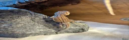 Bearded Dragon reptiles for sale: Super friendly baby bearded dragons - Advert 12