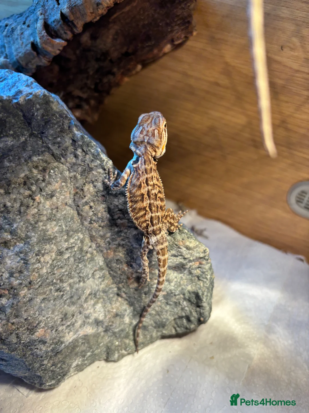 Bearded Dragon reptiles for sale: Super friendly baby bearded dragons - Advert 12