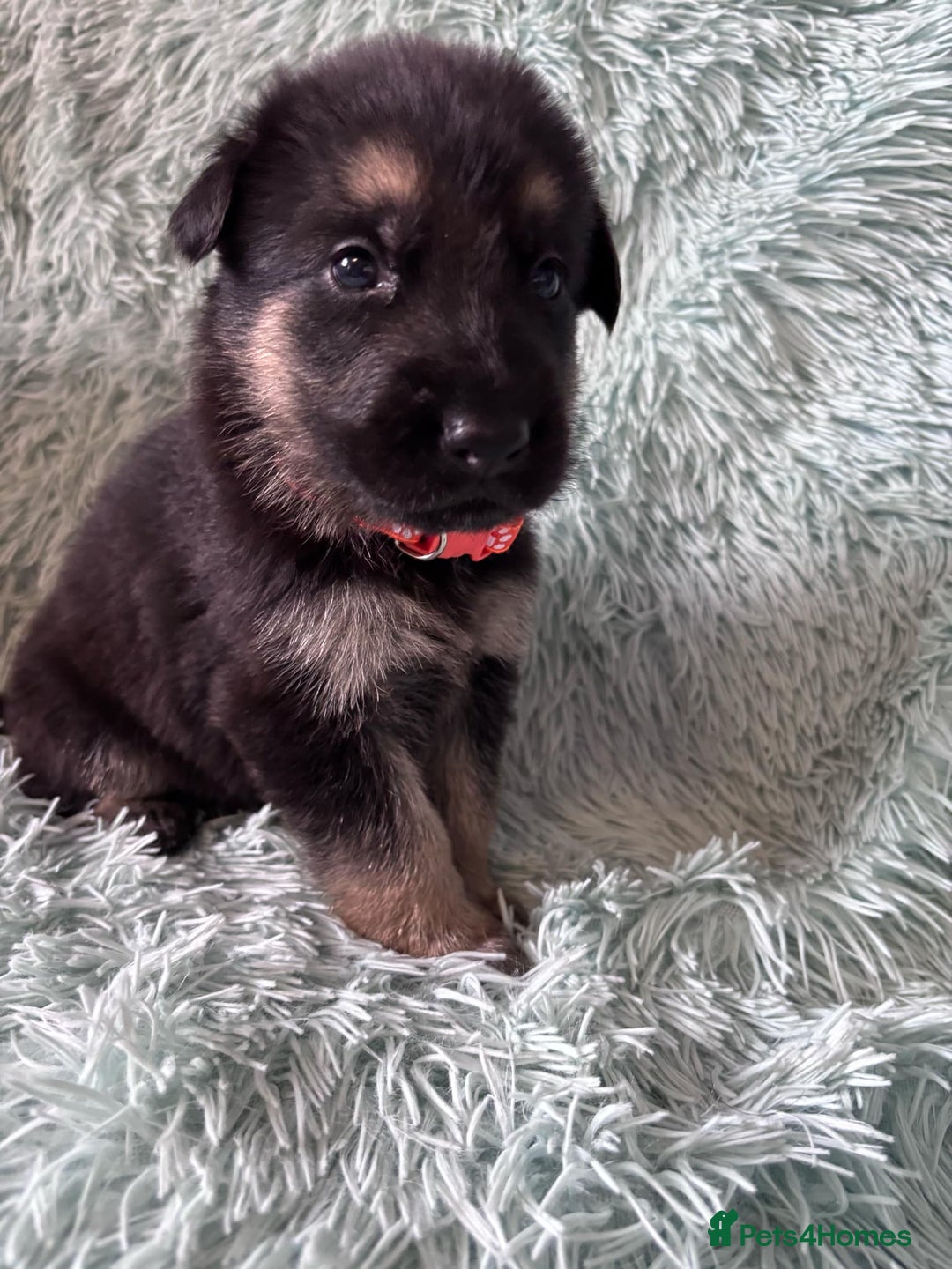 German Shepherd dogs for sale: German Shepard KC Reg Puppies in Scunthorpe - Image 18