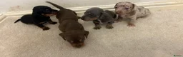 Miniature Dachshund dogs for sale: Stunning dachshund puppies   - Advert 3