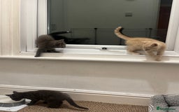 Domestic Shorthair cats for sale: 3 kittens(ginger,grey) ready to join their new hom - Image 5