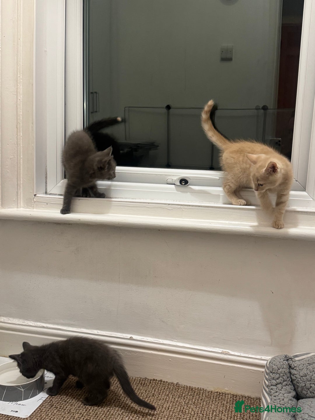 Domestic Shorthair cats for sale: 3 kittens(ginger,grey) ready to join their new hom - Image 5