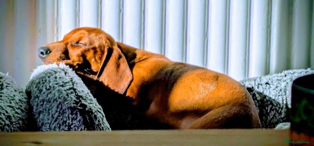 Dachshund dogs STANDARD dachshund - Advert 3