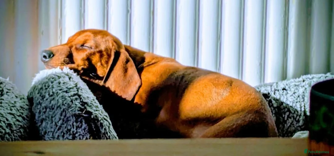 Dachshund dogs for sale: STANDARD dachshund - Advert 1