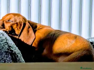 Dachshund dogs STANDARD dachshund - Advert 1