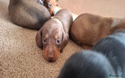Miniature Dachshund dogs for sale: Miniature Dachshund Pups  in Banbury - Image 9