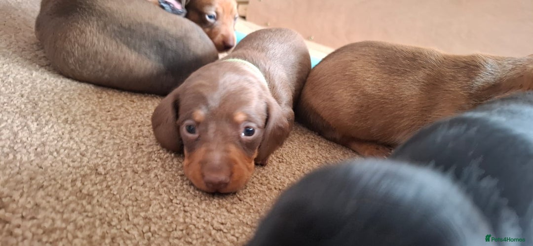 Miniature Dachshund dogs for sale: Miniature Dachshund Pups  in Banbury - Image 9