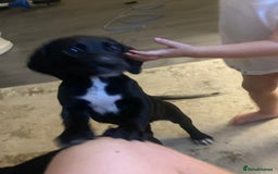 Bocker dogs for sale: Bocker - Image 1