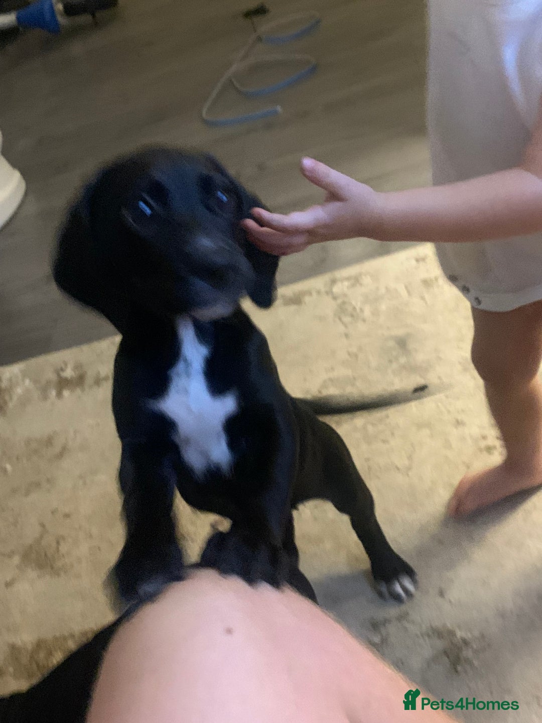 Bocker dogs for sale: Bocker - Image 1