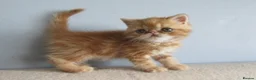Exotic cats for sale: Lovely exotic kittens - Advert 20