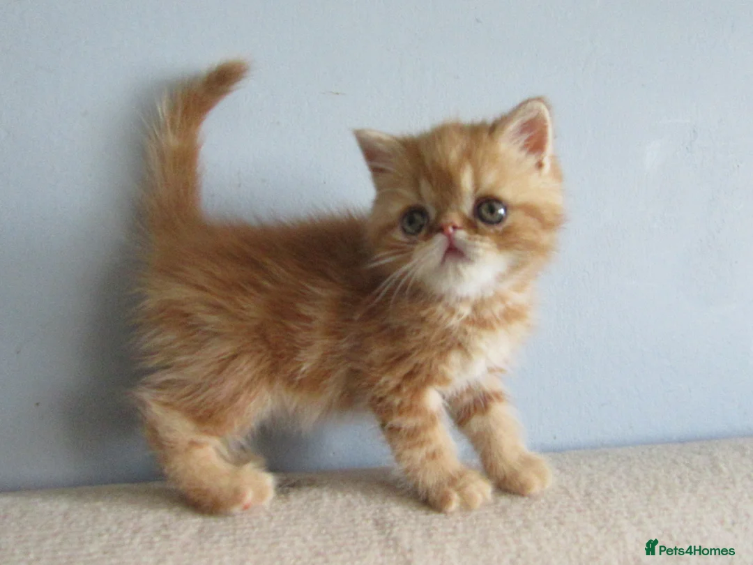 Exotic cats for sale: Lovely exotic kittens - Advert 20