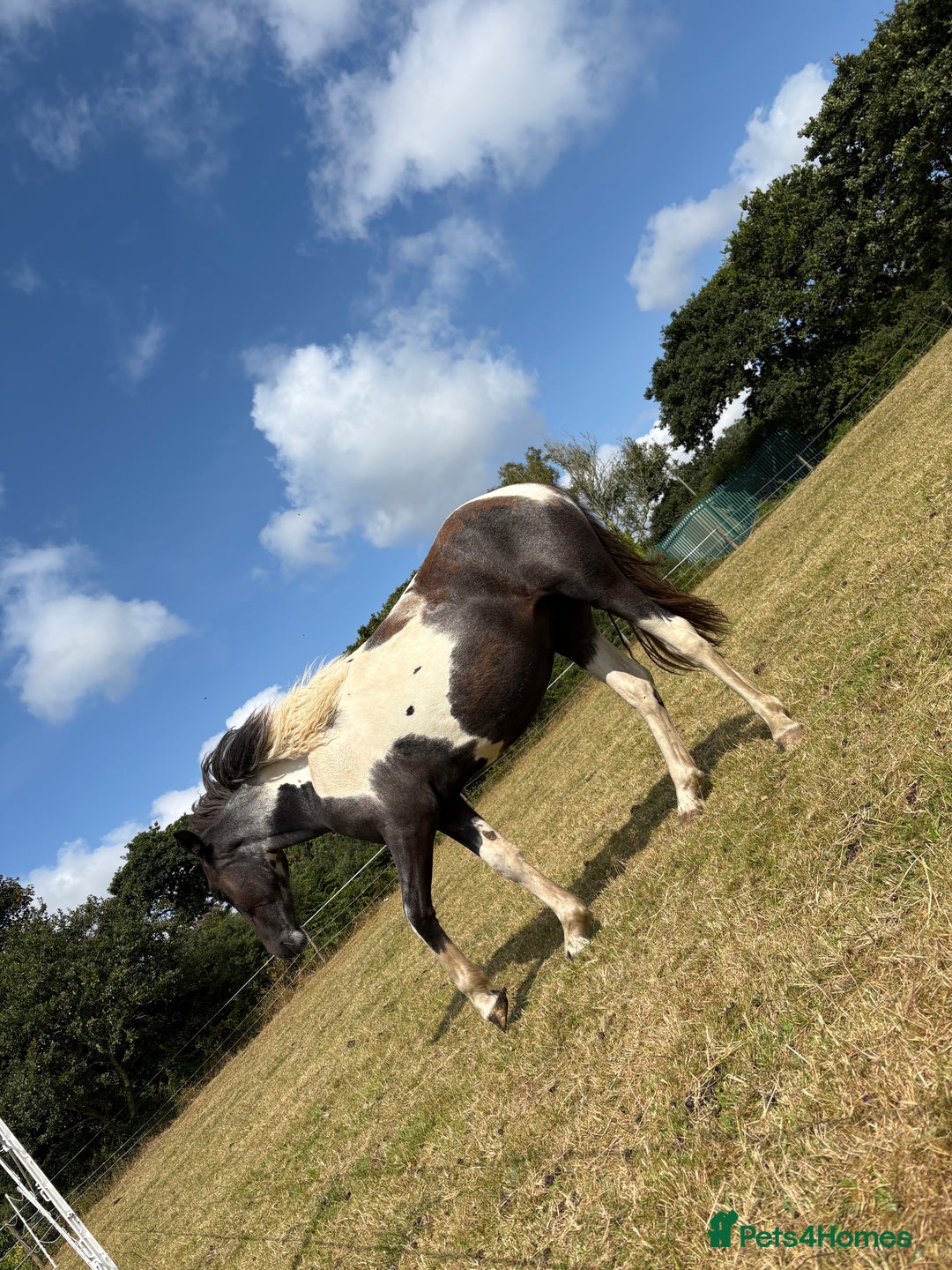 Dartmoor horses for sale: Rising 2 year old mare for sale  - Advert 11