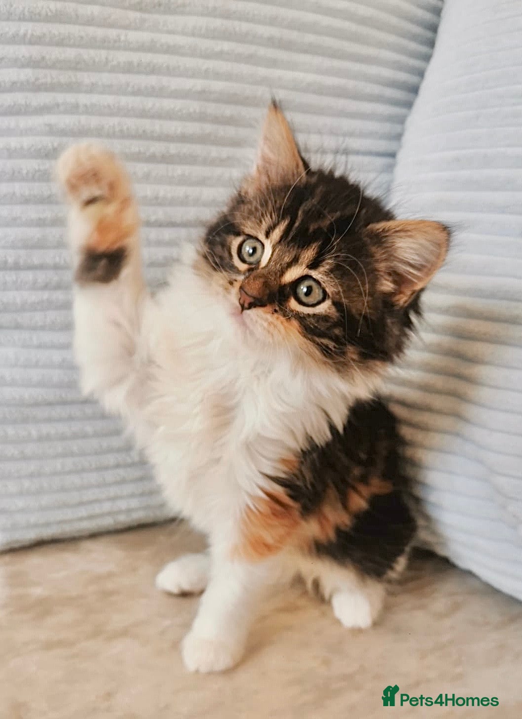 Maine Coon cats Maine Coon Kittens - Advert 8