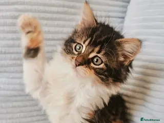 Maine Coon cats Maine Coon Kittens - Advert 8