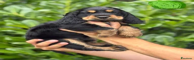 Cocker Spaniel 3