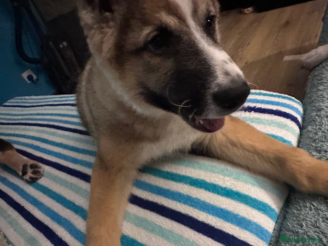 Mixed Breed dogs for sale: Gorgeous pups  - Advert 11