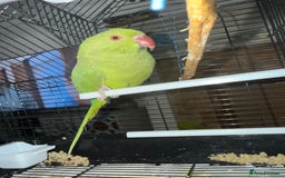 Ringnecks birds for sale: Green ring neck parrot - Image 3