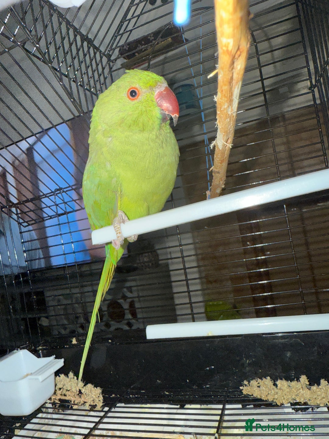 Ringnecks birds for sale: Green ring neck parrot - Image 3