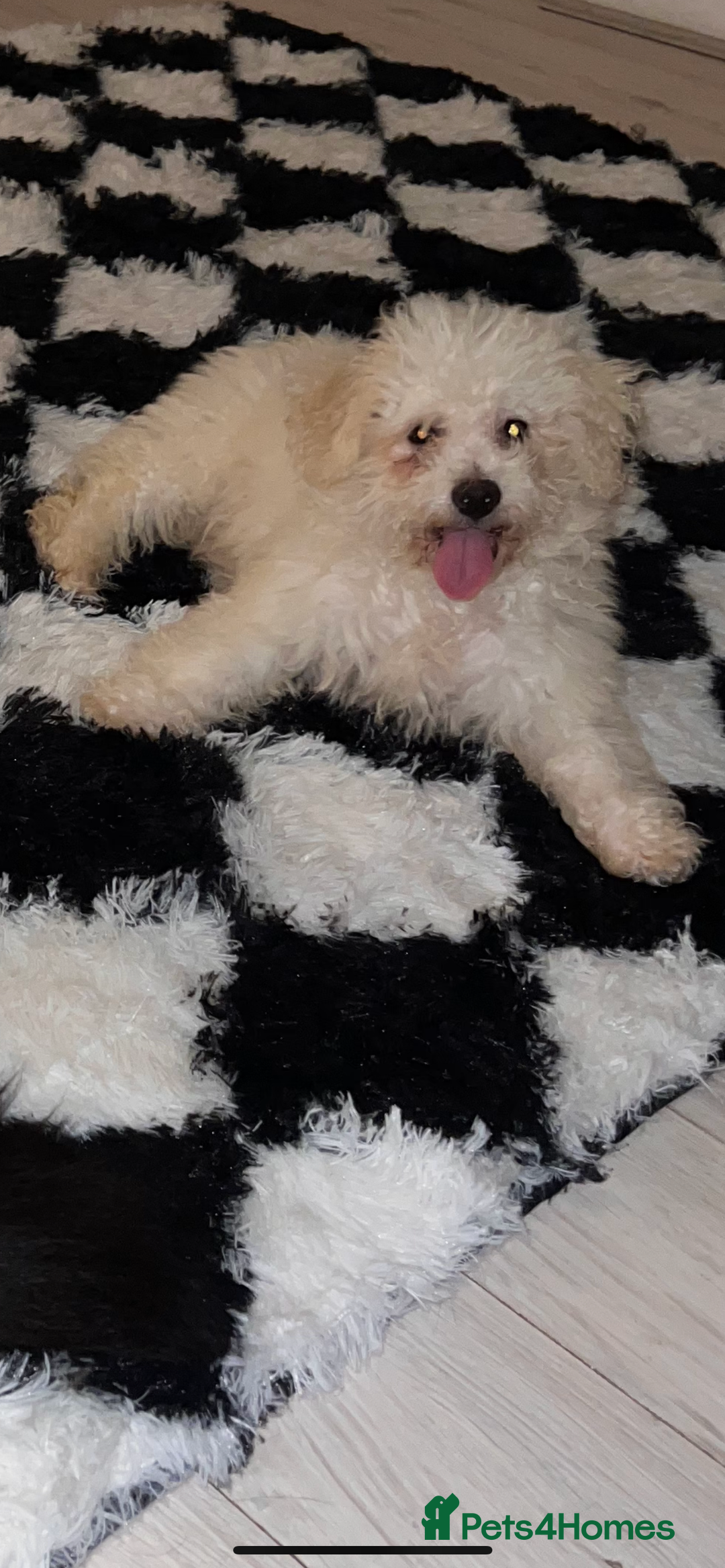 Bichon Frise dogs for sale: Bichon Frise - Advert 3