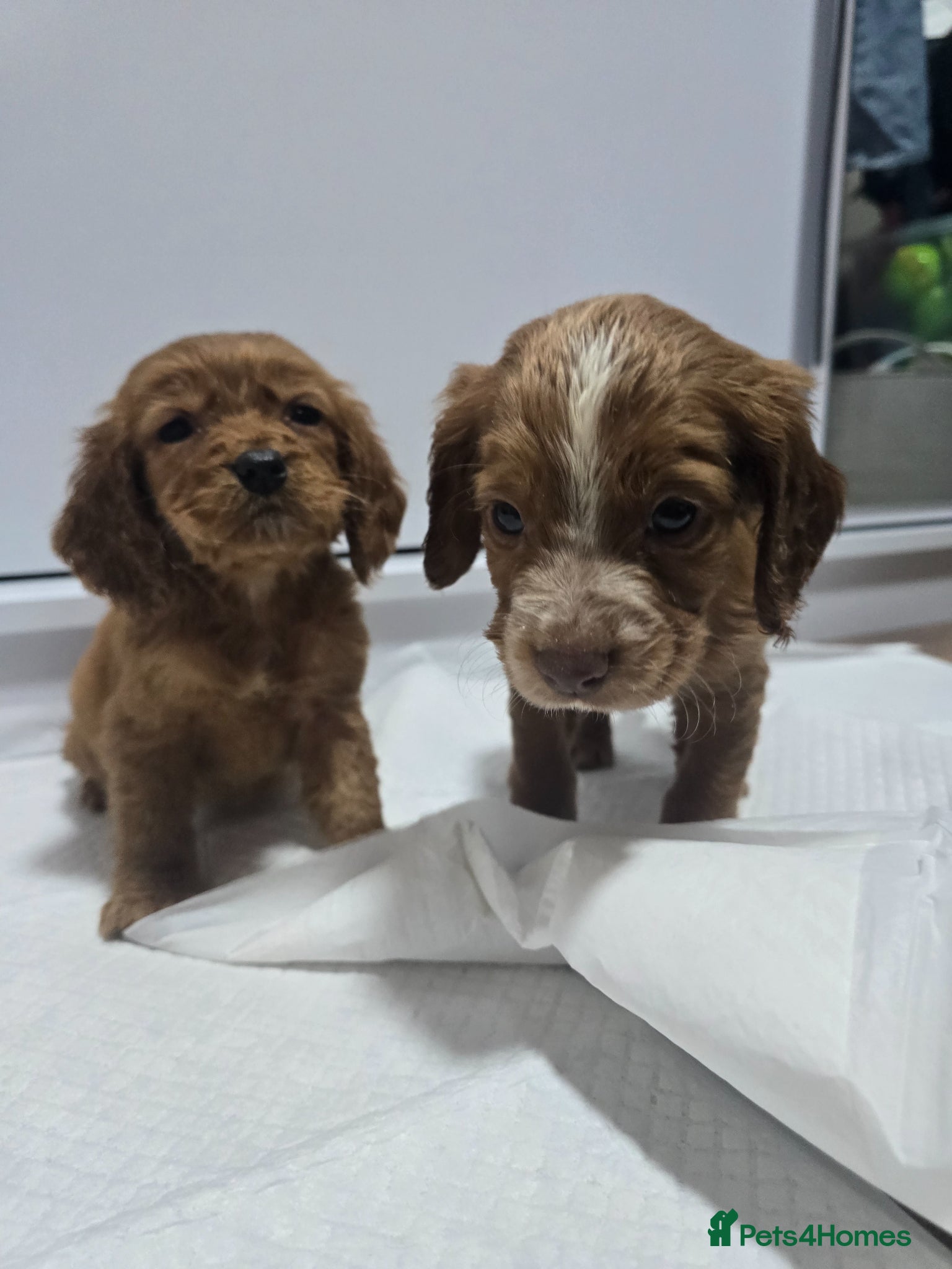 Cavapoo dogs Cavapoo puppies  - Advert 1