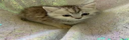 Persian cats for sale: Chinchilla persian kittens in Maidstone - Advert 7