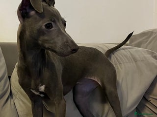 Italian Greyhound dogs Italian greyhound blue girl - Advert 3