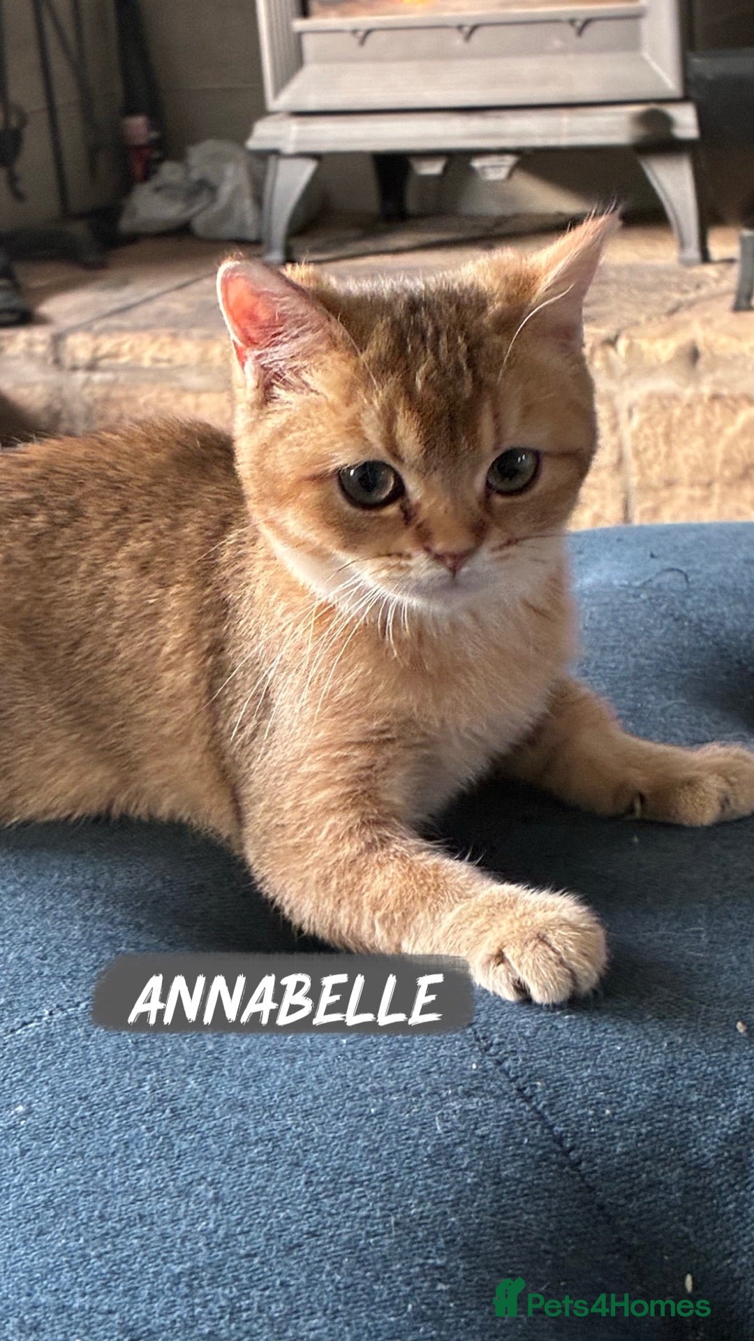 British Shorthair cats REDUCED - Pedigree Golden BSH Ready Now ! - Advert 15