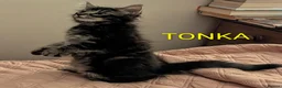 Domestic Shorthair cats for sale: READY TO LEAVE NOW🩵🩷 - Advert 21
