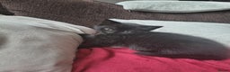 Domestic Shorthair cats for sale: 4 beautiful kittens for sale  - Advert 7