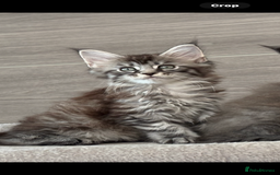 Maine Coon cats for sale: TICA DNA tested 5 Gen Pedigree  - Image 11
