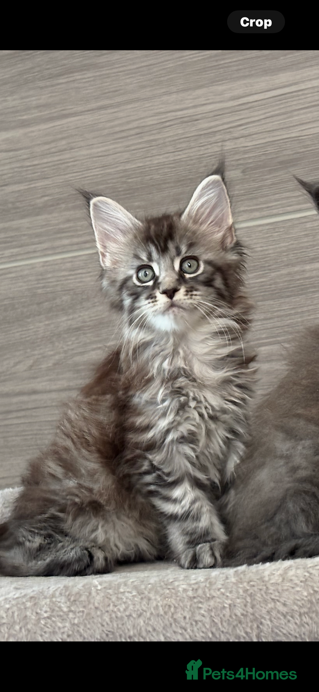 Maine Coon cats for sale: TICA DNA tested 5 Gen Pedigree  - Image 11