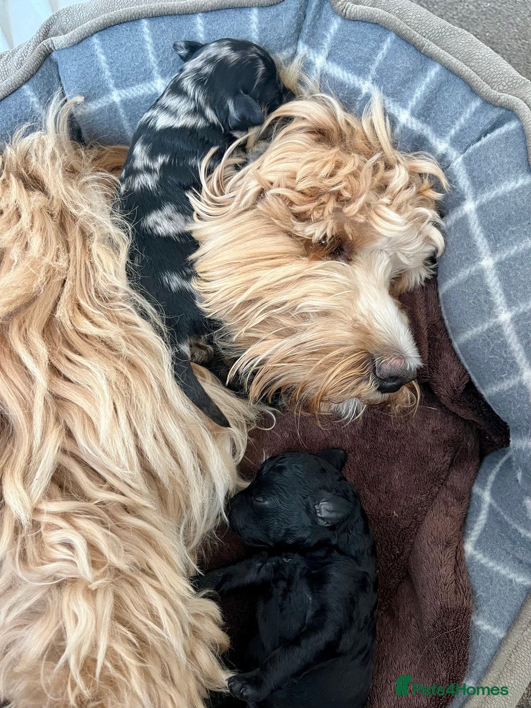 Mixed Breed dogs for sale: Tibetan Doodle Puppies 2 Boys 1 Girl - Image 6