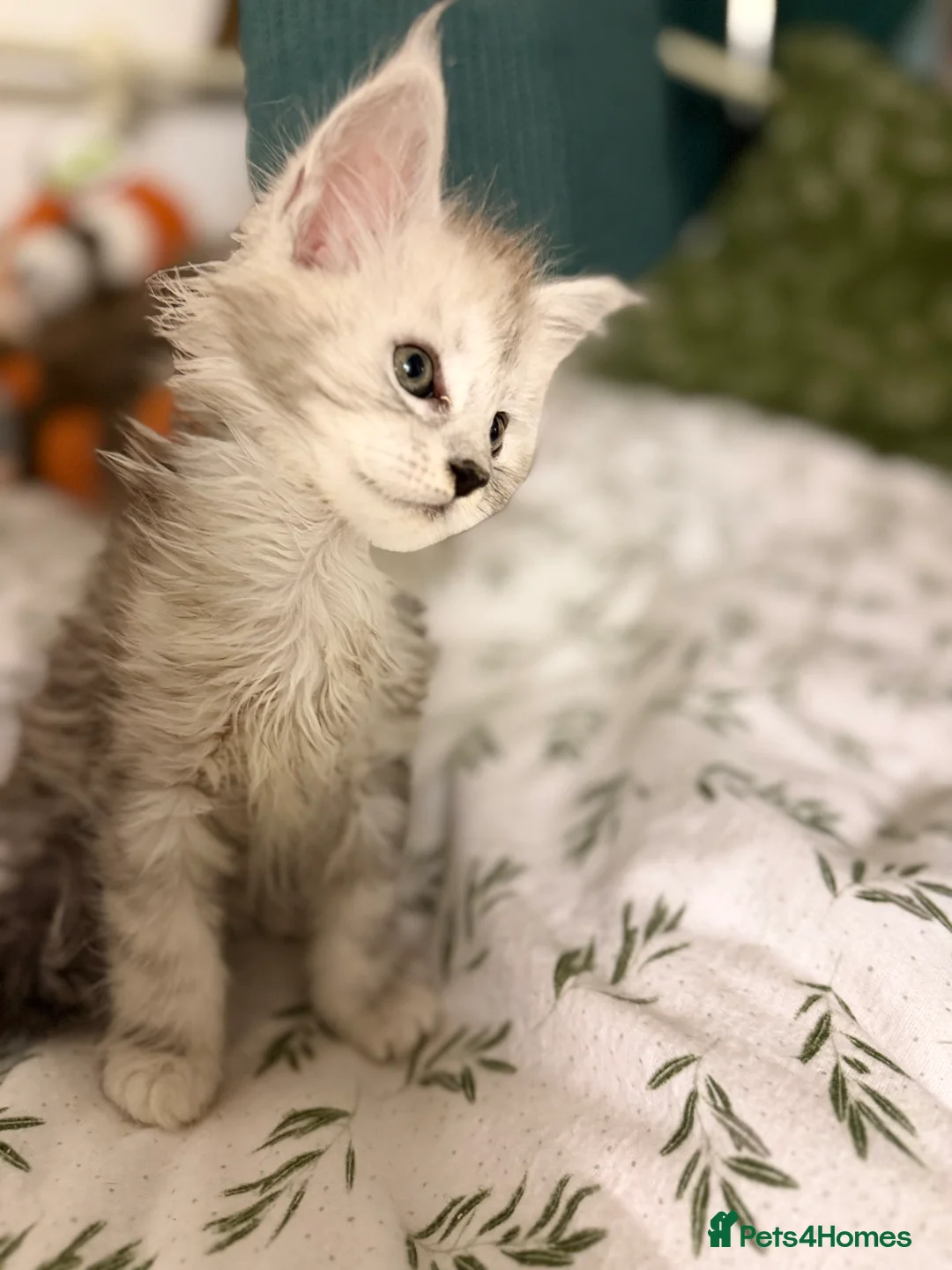 Maine Coon cats for sale: Large Registered Kittens  - Advert 2