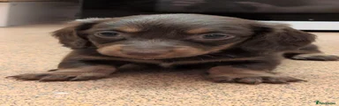 Miniature Dachshund 1