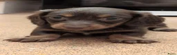 Miniature Dachshund dogs for sale: Miniature dashaund  - Advert 25