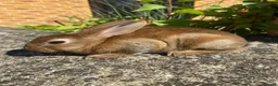 Rex rabbits for sale: Stunning Mini Rex Babies + Standard Rex Does in Spalding - Advert 10