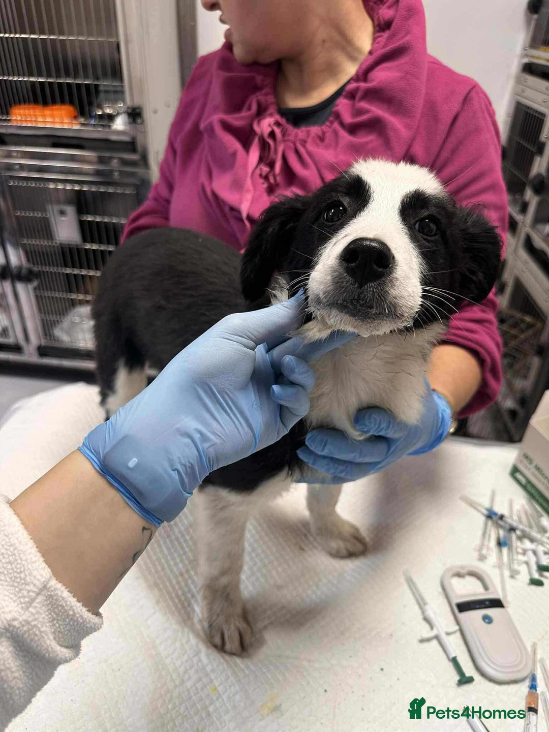 Mixed Breed dogs for adoption: Tequila for adoption - Image 2