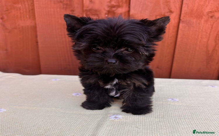 Yorkshire Terrier dogs - Advert 2