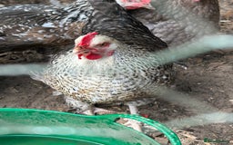 Chickens poultry for sale: 2 chickens for sale  - Image 4