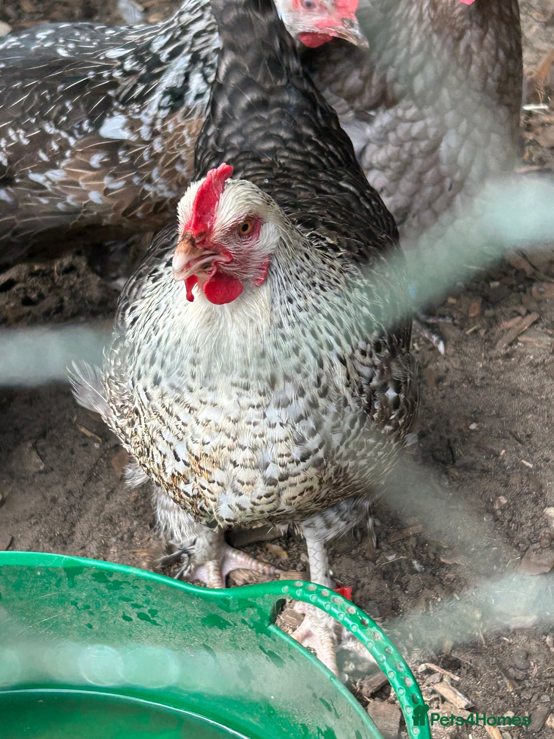 Chickens poultry for sale: 2 chickens for sale  - Image 4