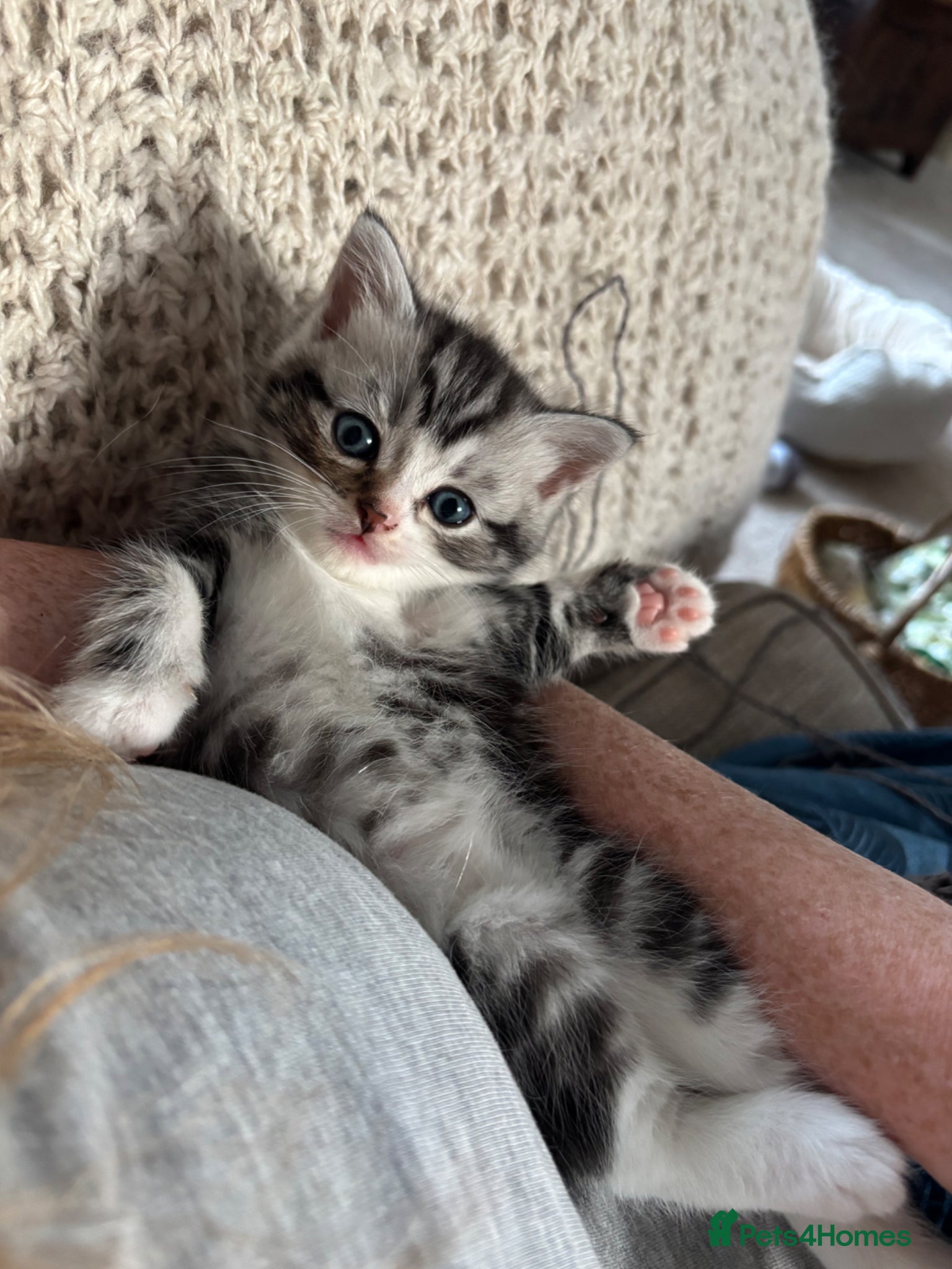 Ragdoll cats for sale: Gorgeous kittens!! - Advert 11