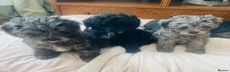 Cockapoo dogs for sale: 1 Beautiful Toy cocker poo Boy   - Advert 12