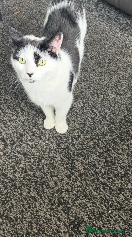 Domestic Shorthair cats for sale: Cat for sale 7 years old needs to go asap  - Advert 1
