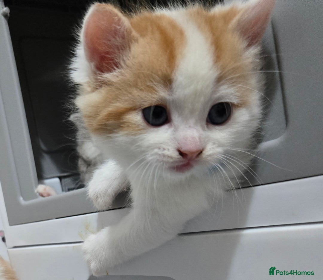 Brazilian Shorthair cats for sale: British shorthair x Persian  - Advert 13