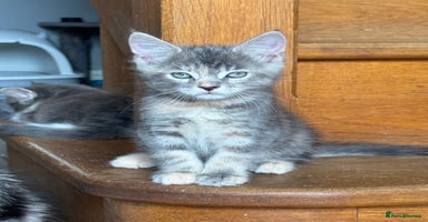 Maine Coon cats - Advert 8