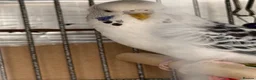 Budgerigars birds for sale: Texas clear body cobalt blue female  - Advert 2